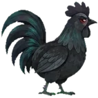 Si Jalu, ayam cemani hitam